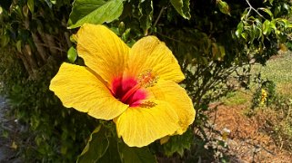 Hibiscus - La Palma La Palma 2024